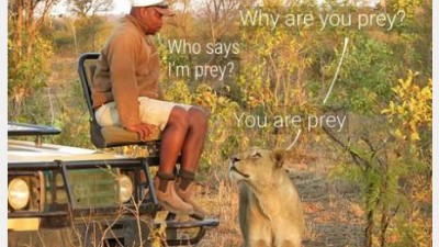 Lion playing with his food