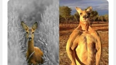 Truth about Kangaraoo