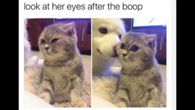 look at her eyes after the boop