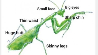 Beauty is mantis